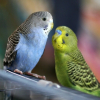 Kinds Of Parrots