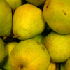 Kinds Of Pears