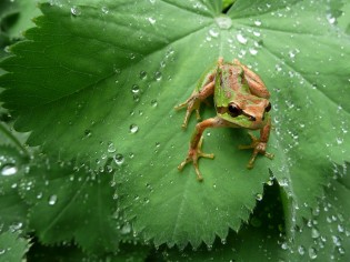 Kinds Of Amphibians