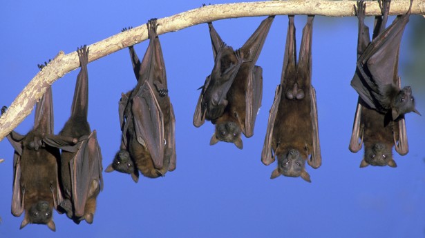 Kinds Of Bats