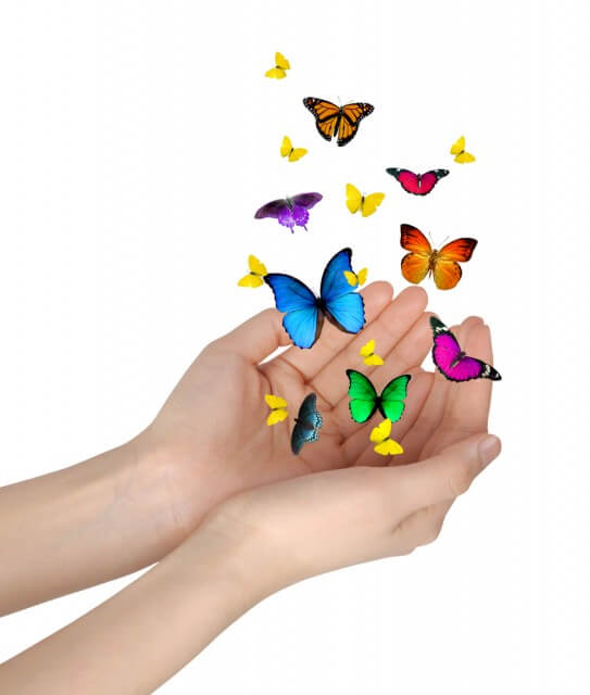 Kinds Of Butterflies