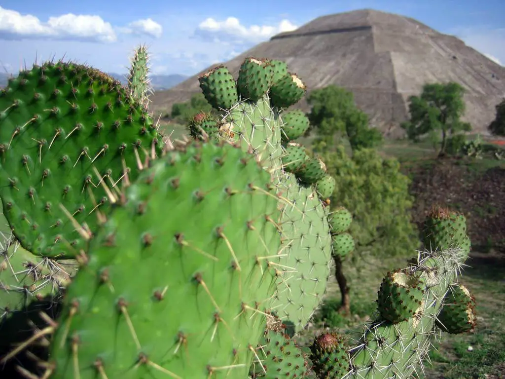 Kinds Of Cactus