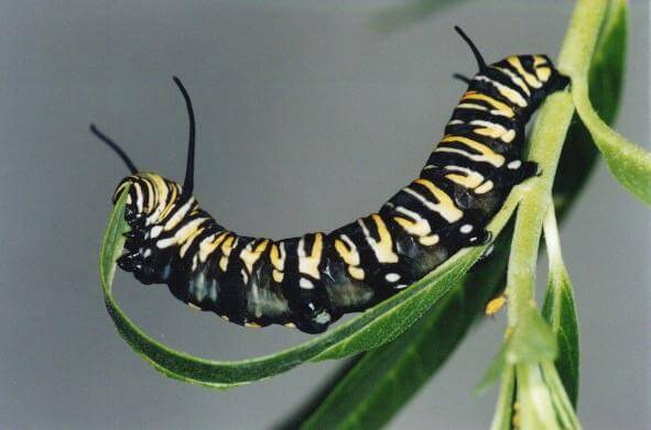 Kinds Of Caterpillars