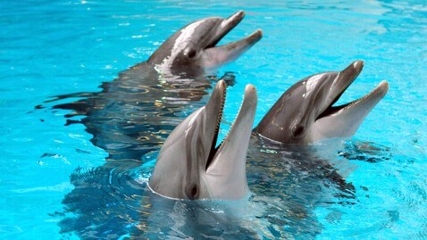 Kinds Of Dolphins