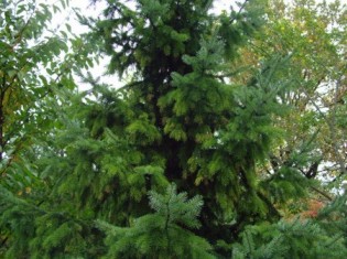 Kinds Of Evergreen Trees