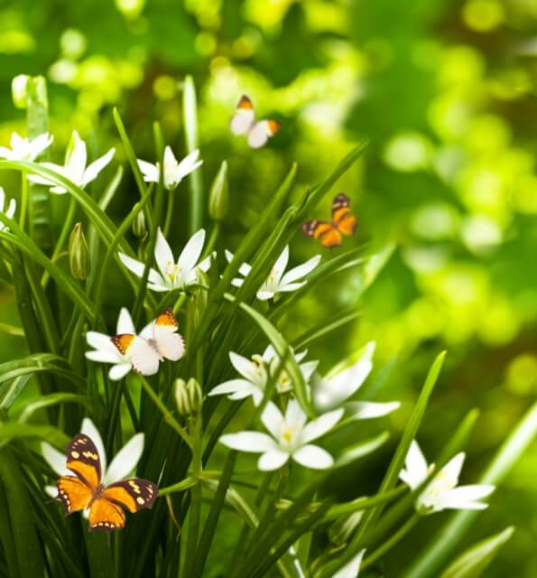 Kinds Of Flowers