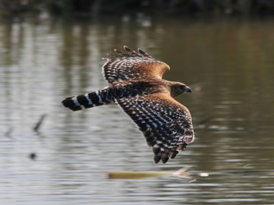 Kinds Of Hawks