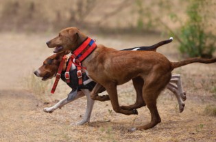 Kinds Of Hunting Dogs