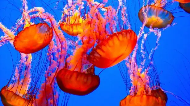 Kinds Of Jellyfish