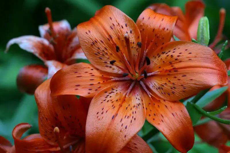 Kinds Of Lily Flowers