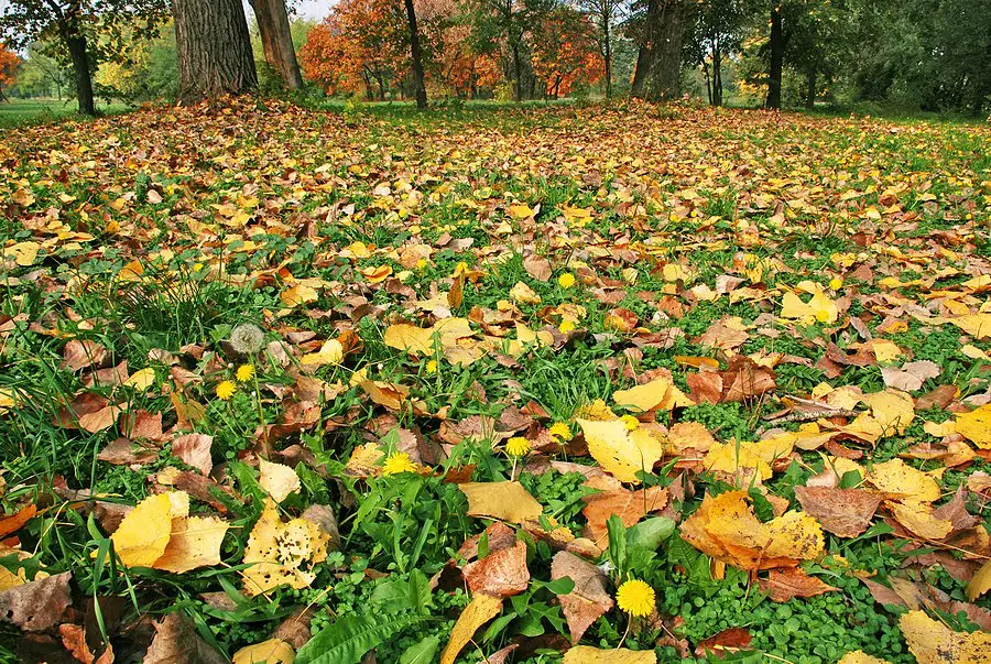 Kinds Of Mulch