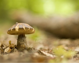 Kinds Of Mushrooms