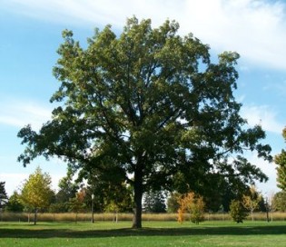 Kinds Of Oak Trees