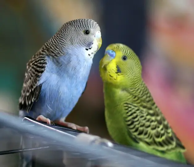 Kinds Of Parrots