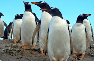 Kinds Of Penguins