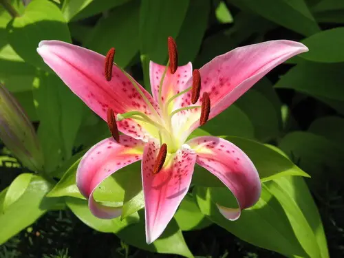 Kinds Of Pink Flowers