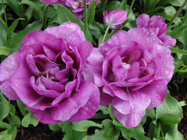 Kinds Of Purple Flower