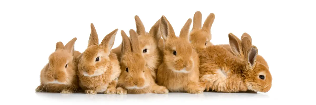 Kinds Of Rabbits