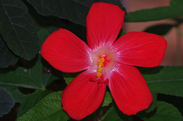 Kinds Of Red Flowers