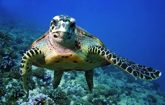 Kinds Of Sea Turtles