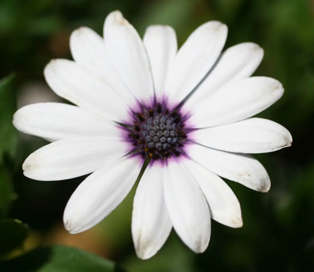 Kinds Of White Flowers