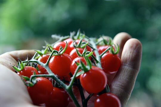 Kinds Of Tomato Plants