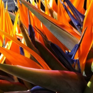 Kinds Of Birds Of Paradise