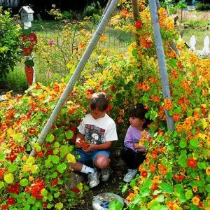 Kinds Of Flowers For Kids