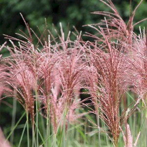 Kinds Of Grass Seed