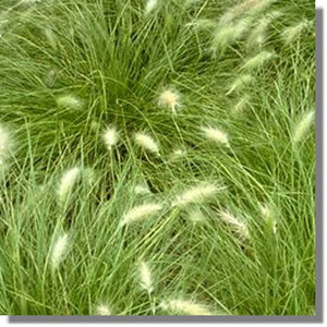 Kinds Of Grasses In Lawns