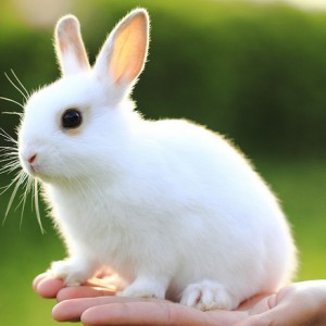 Kinds Of Rabbits For Pets