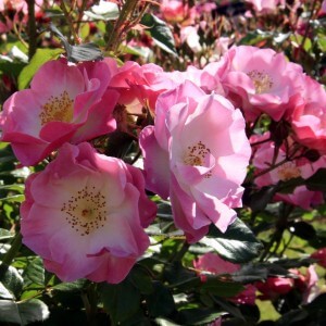 Kinds Of Roses Bushes