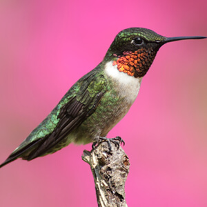 Kinds Of Woodpeckers